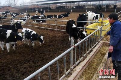 农业部:推动由喝奶向吃奶转变 增加干乳制品生产